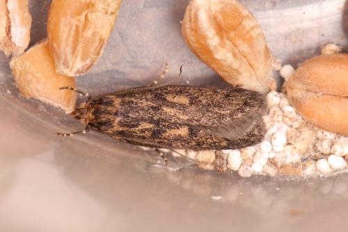 Réf. 255 722 : Hofmannophila pseudospretella